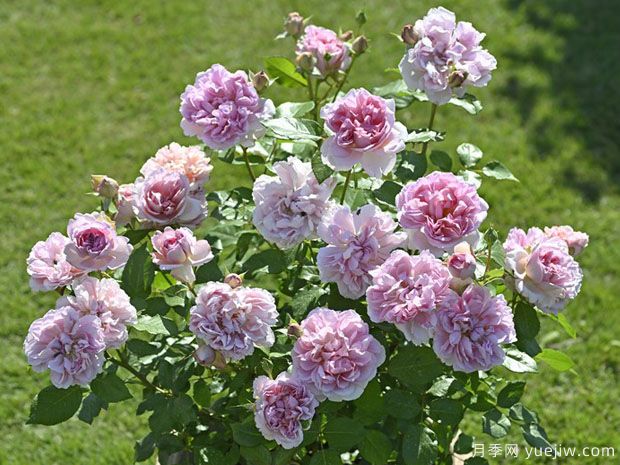 安托瓦内特月季/绝代艳后月季(图4) 安托瓦内特月季/绝代艳后月季(图3)