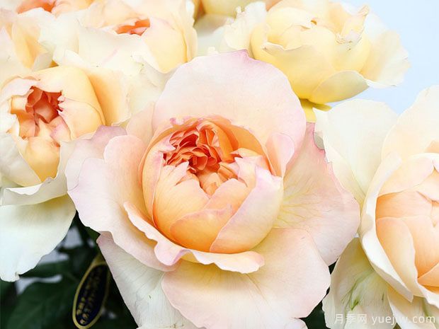 朝日月季/日出月季(图2)