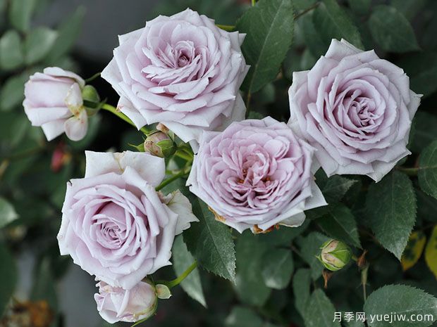 贵族礼光月季(图1)