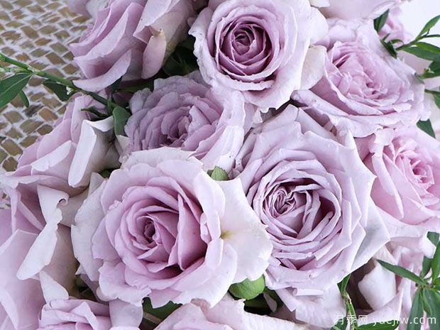 贵族礼光月季(图4)