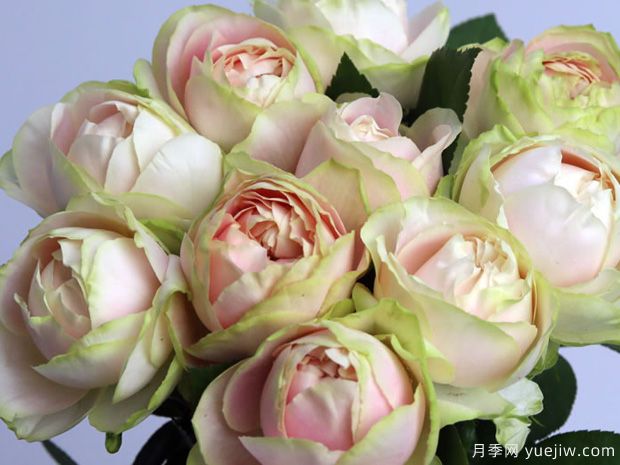 魔果月季/莫科莫科月季(图3) 魔果月季/莫科莫科月季(图3)