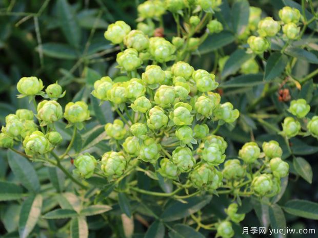 闪电月季/埃克莱尔月季(图3)