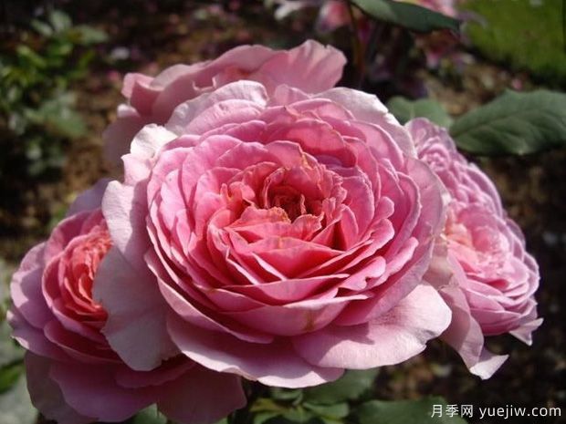 阿芒迪娜夏奈尔月季/香奈儿月季(图4)