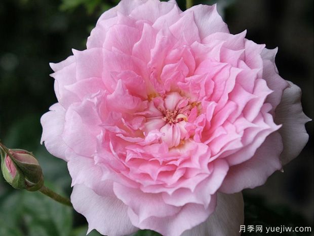 镂空月季/蔚蓝刺绣/光之窗(图1)