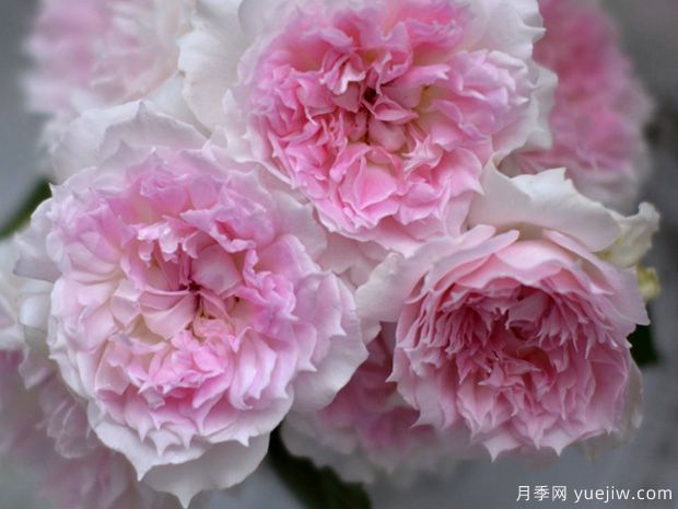 镂空月季/蔚蓝刺绣/光之窗(图2)