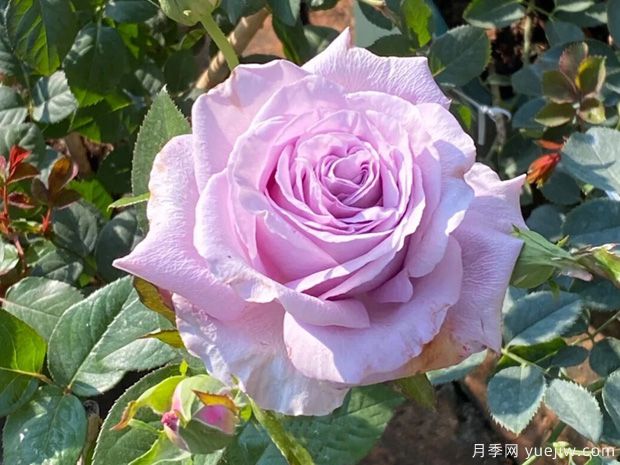 天然香水月季(图1)