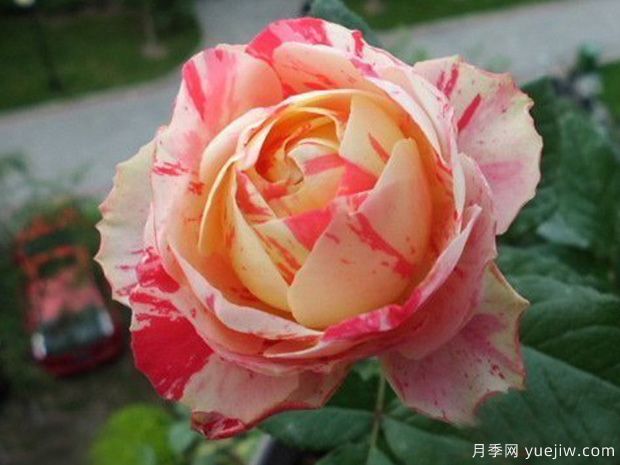 狂欢派对月季/毛茛之舞月季(图4)