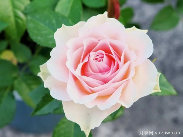 天使之吻月季(图1)