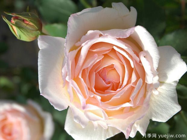 薰乃月季/熏乃月季(图1)