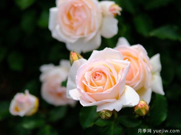 薰乃月季/熏乃月季(图2)