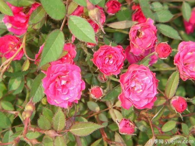 法国小姐月季(图1)