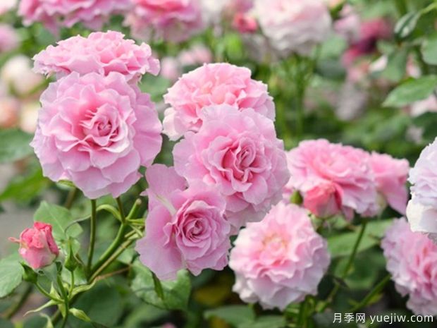 暗恋月季/沉默的爱(图2)