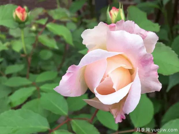 致意亚琛月季(图3)