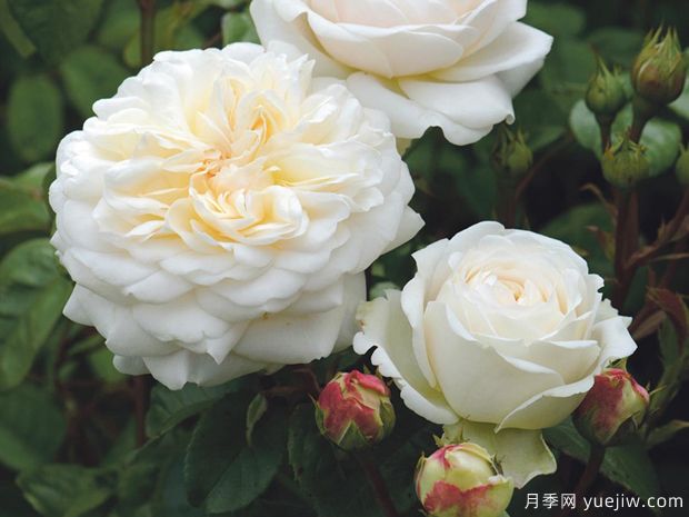 安宁月季/宁静月季(图4)