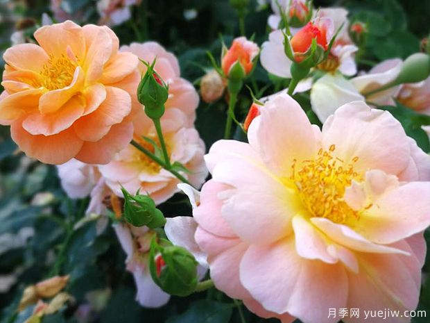 赛达纳月季/琥珀地毯月季(图1) 琥珀地毯月季/赛达纳地毯(图4)