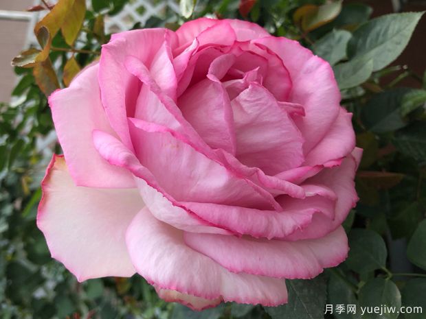 伊芙砂糖艺术月季(图1)