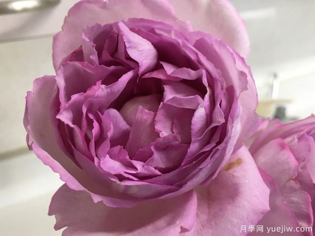 伊芙砂糖艺术月季(图3)