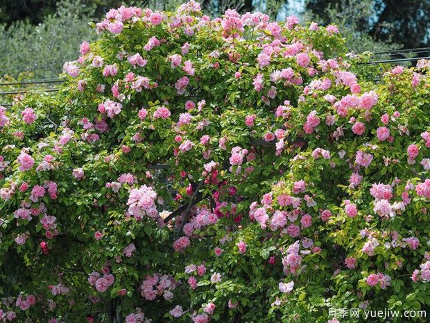 亚瑟王宫月季/柯莱特/卡米洛特(图4)