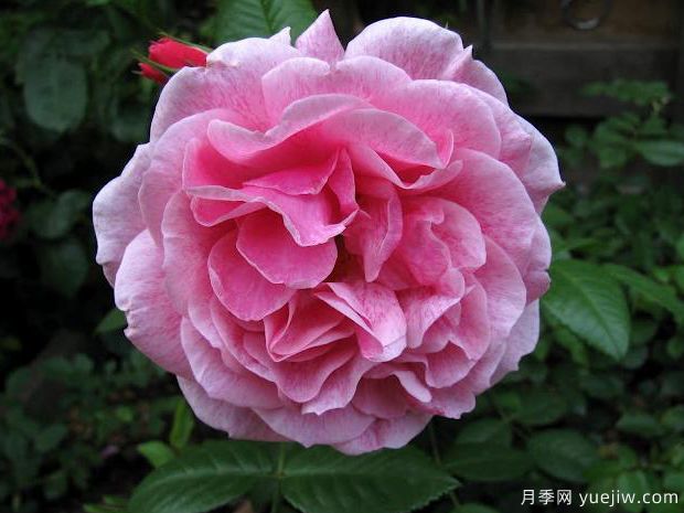 亚瑟王宫月季/柯莱特/卡米洛特(图1)