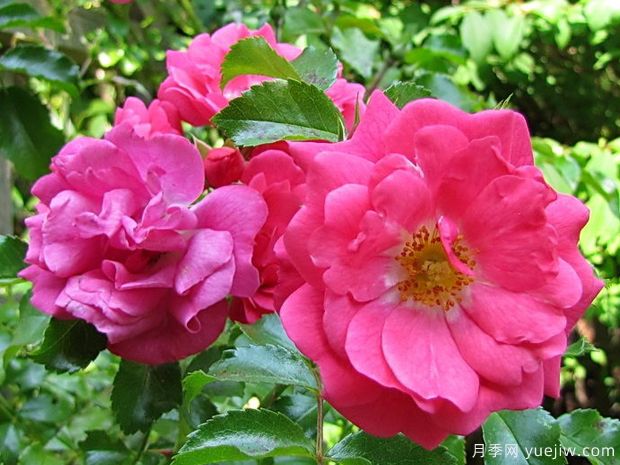 海德的梦想月季/艾米拉月季(图1) 粉色地毯月季/海德的梦想/艾米拉/粉红花毯(图1)