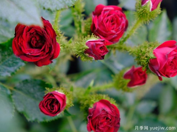 叶问月季(图1) 叶问月季(图1)