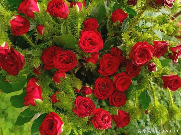 叶问月季(图2) 叶问月季(图2)