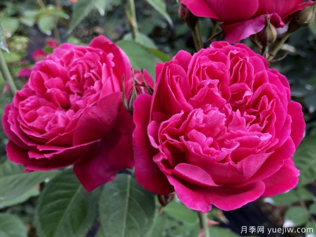 紫燕飞舞月季/四面镜月季(图2)