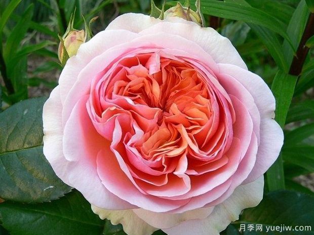 音乐厅月季/齐本达尔月季(图3) 音乐厅月季/齐本达尔月季(图3)