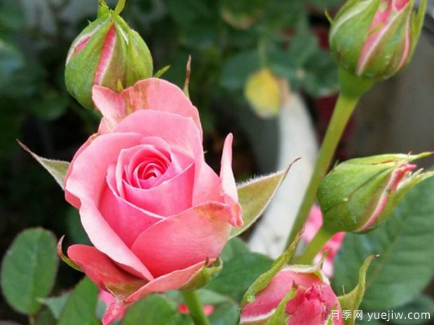 永远的蒙斯特拉月季/蒙特克里斯泰勒月季(图2)