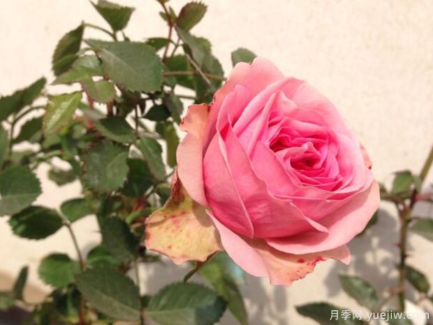 永远的蒙斯特拉月季/蒙特克里斯泰勒月季(图3)