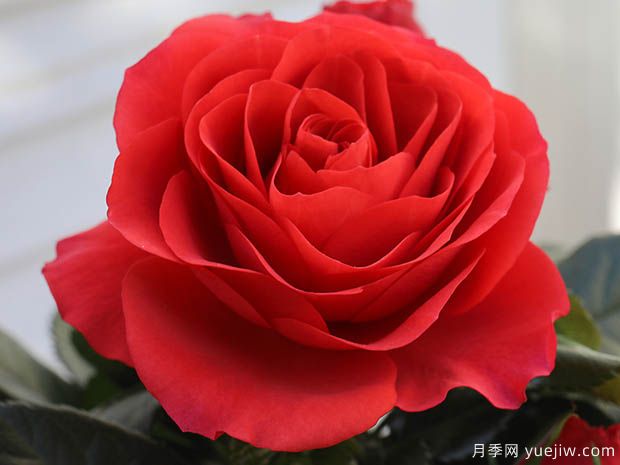 无限国王月季/无限之王(图1)