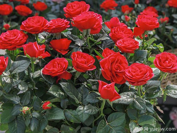 无限国王月季/无限之王(图3)