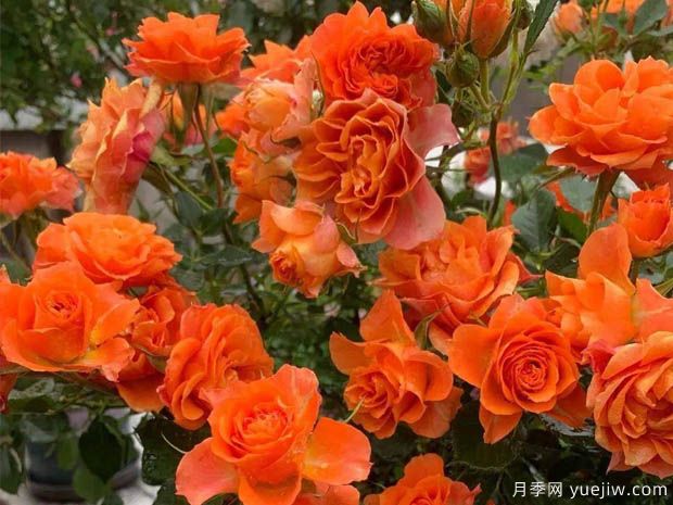 永远的帕尔马月季(图2)