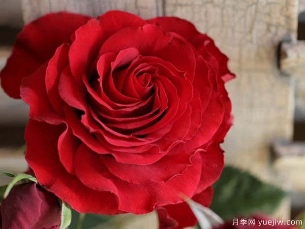 永远的莫尔德月季/莫尔德永远(图1)