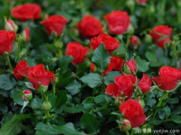 永远的莫尔德月季/莫尔德永远(图2)