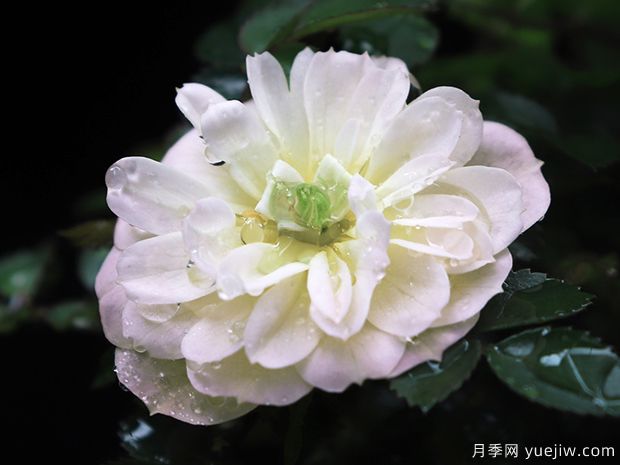 雪姬月季/雪球月季(图2)