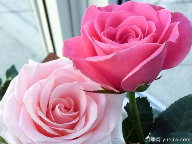 永远的爱情香水月季(图2)