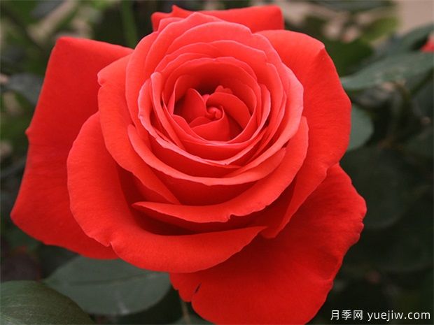 花友宝典，月季养护要点说明书(图1)