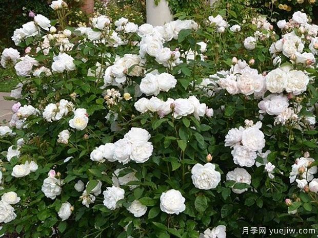 温彻斯特大教堂月季(图3)