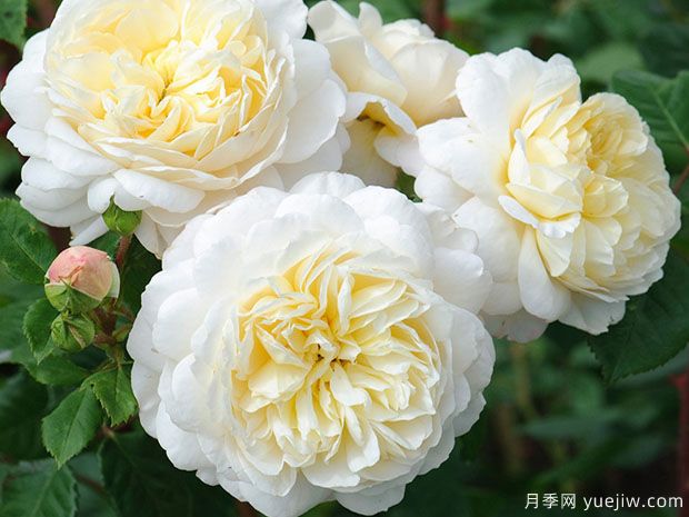 梦之蕾月季/梦芽月季(图1)