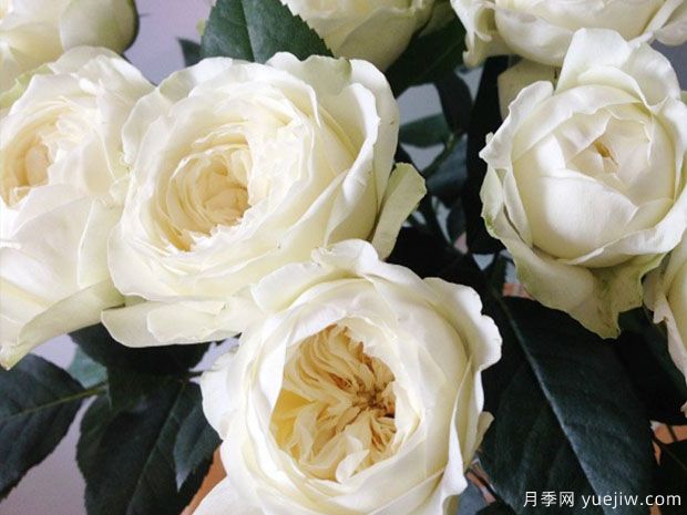 梦之蕾月季/梦芽月季(图2)