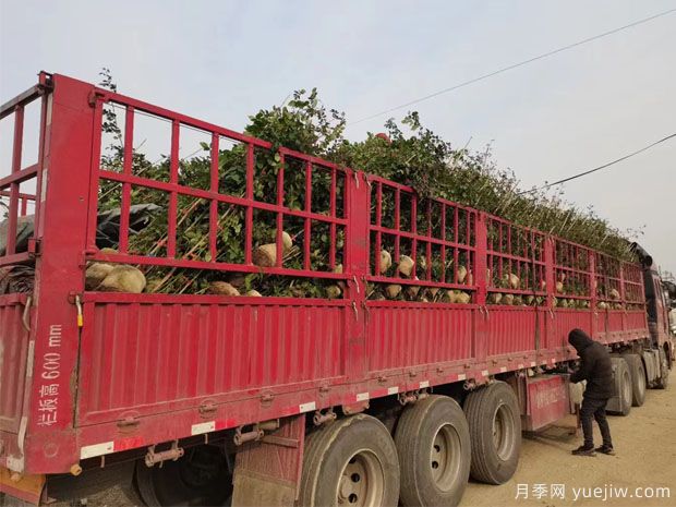 2米高藤本月季6000千棵装扮安徽花墙花篱(图2)