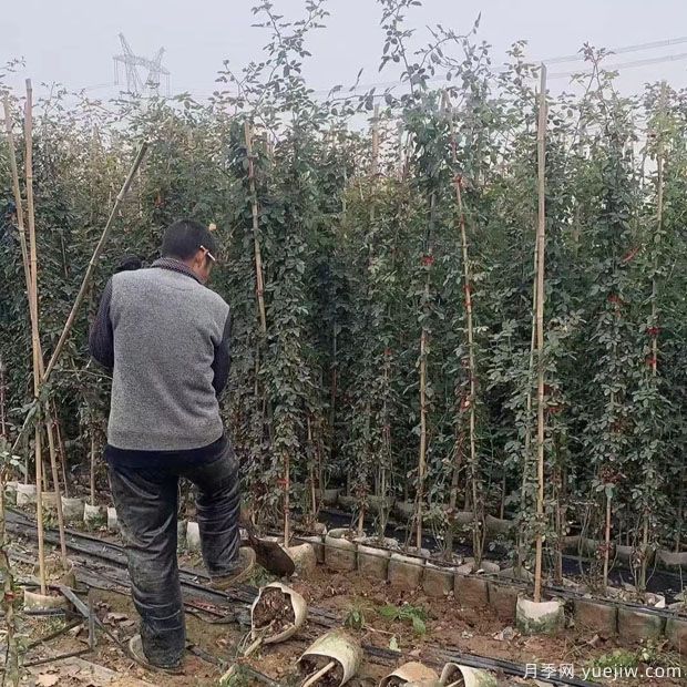 2米高藤本月季6000千棵装扮安徽花墙花篱(图3)