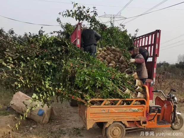 2米高藤本月季6000千棵装扮安徽花墙花篱(图4)