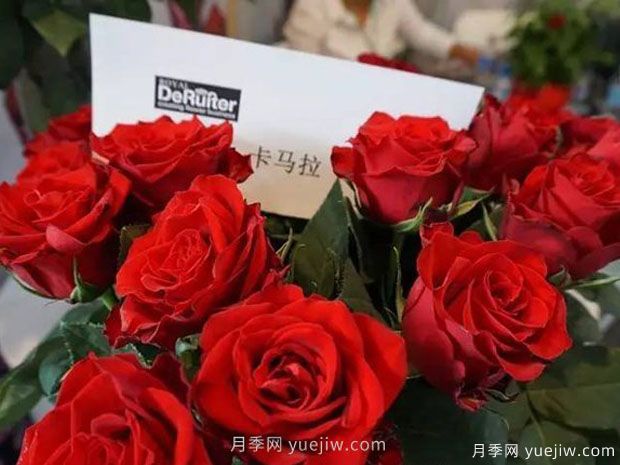 卡马拉月季(图3)