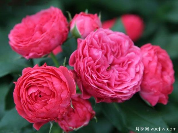 乔治一世国王月季(图1) 乔治一世国王月季(图1)