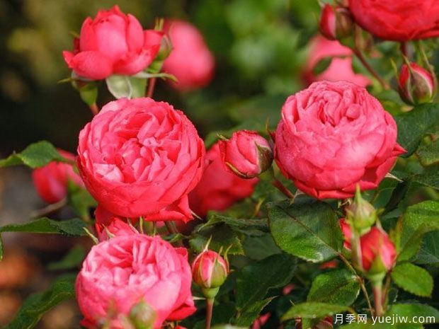 乔治一世国王月季(图2) 乔治一世国王月季(图2)