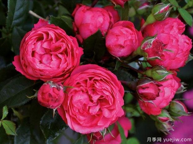 乔治一世国王月季(图4) 乔治一世国王月季(图4)