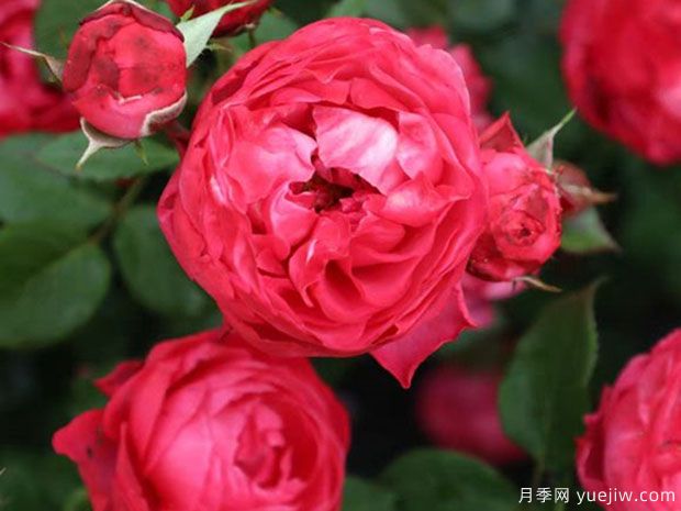 乔治一世国王月季(图3) 乔治一世国王月季(图3)