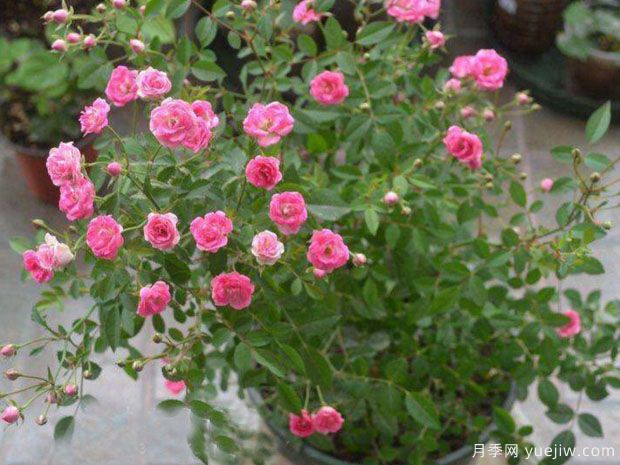 超微月季/​须惠姬月季(图3)